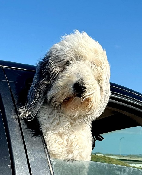 sheepdog easter getaway traffic.jpg